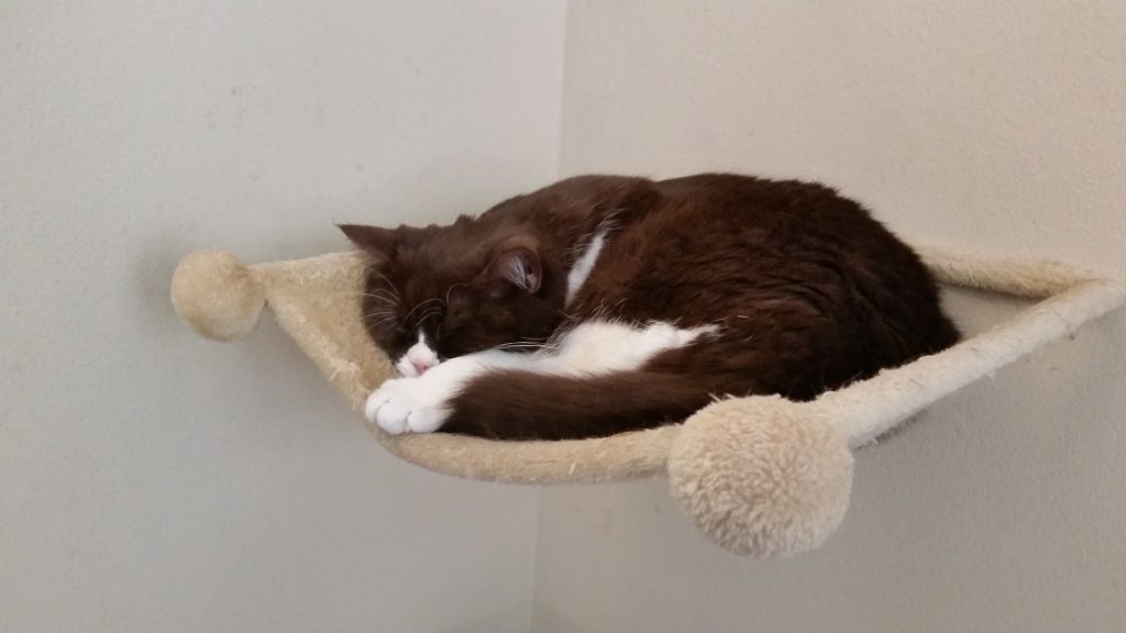 Kater Balou schläft in einem an der Wand befestigten Katzenkörbchen
