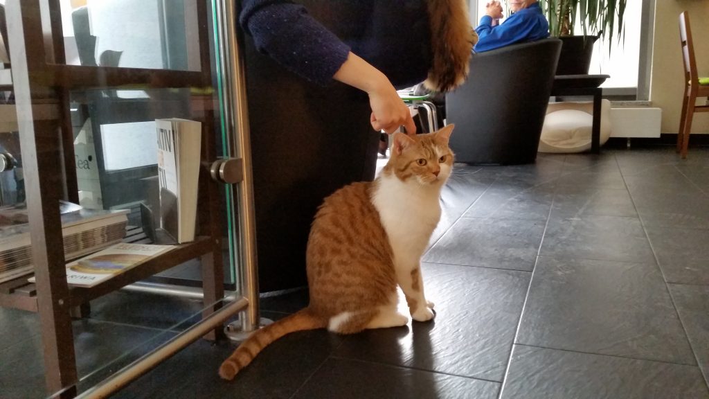 Kater Gizmo wird von einer Besucherin gestreichelt und beobachtet das Treiben im Café