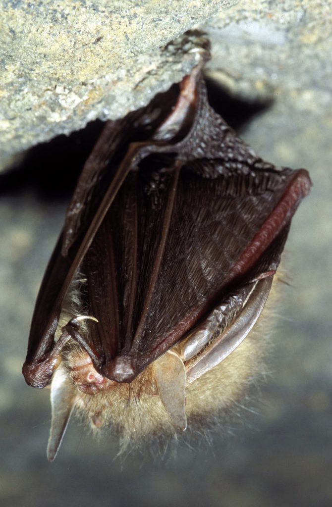 Eine Fledermaus der Art „Braunes Langohr“ an der Höhlendecke im Winterquartier