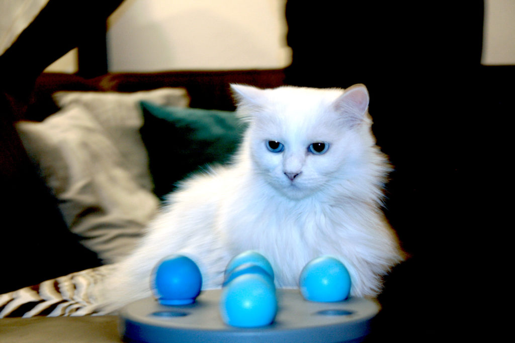 Weißer Kater "Chewbacca" mit leuchtend blauen Augen sitzt vor einem blauen Spielzeug mit Bällchen.