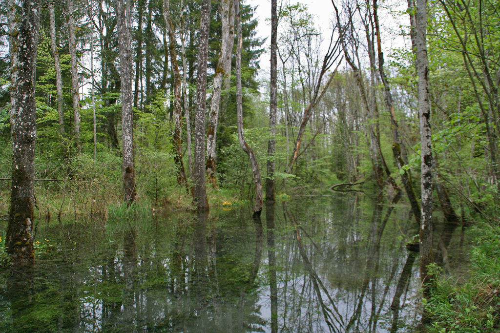 Biotop in den Isarauen