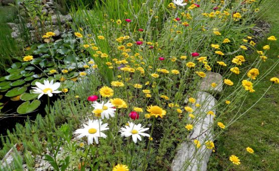 Naturgarten für Wildbienen