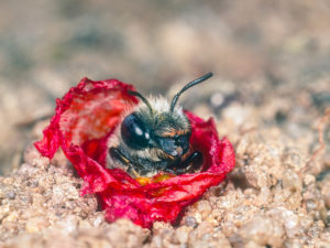 Mohnbienen-Weibchen bewacht ihren Nesteingang