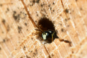 Maskenbienen-Männchen am Nest