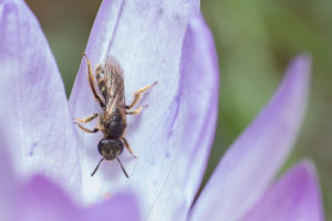 Wildbiene auf einer violetten Blüte