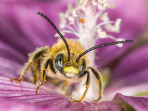 Wildbiene in einer Blüte der Moschus-Malve