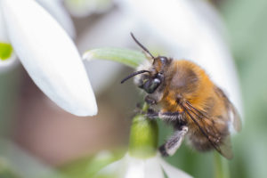 Wildbiene auf einer weißen Blüte