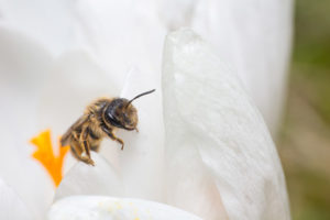 Wildbiene auf einer weißen Blüte