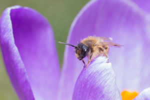 Wildbiene auf einer violetten Blüte