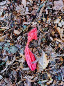 Hundekotbeutel liegt auf einem herbstlichen Laubhaufen