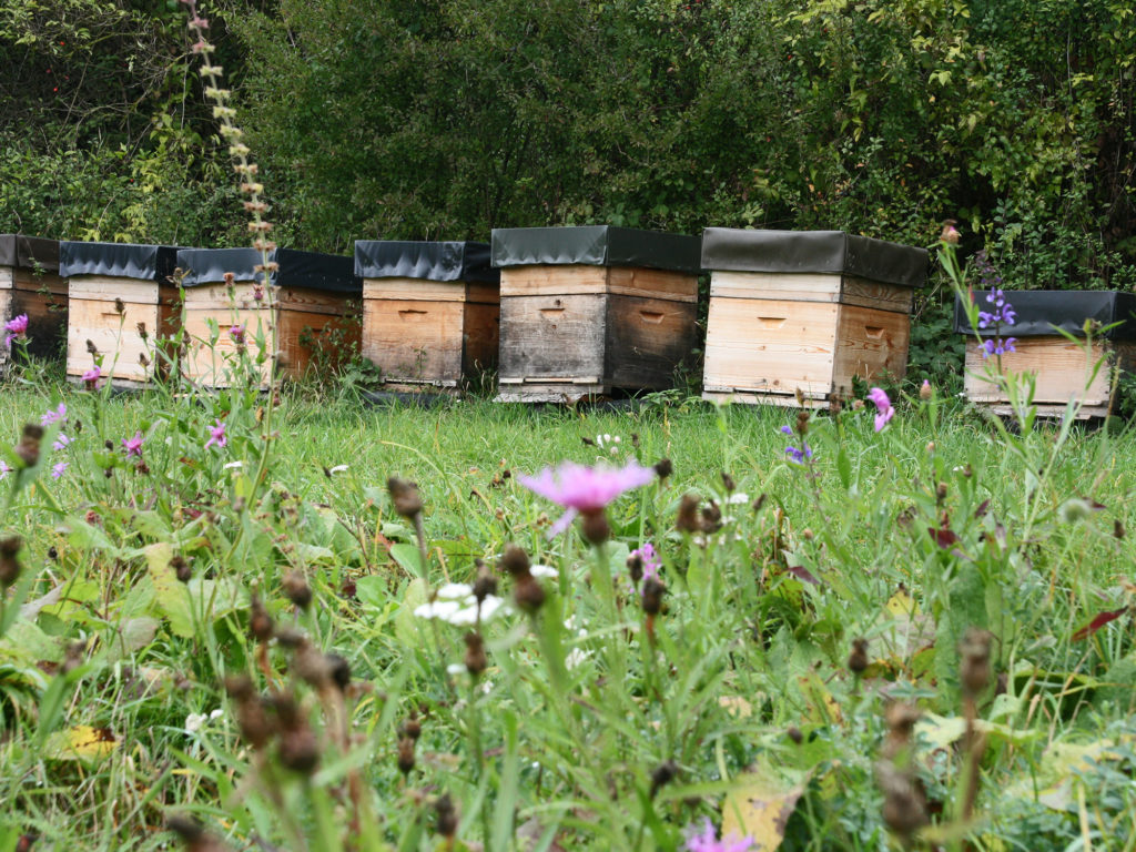 Nachhaltige Landwirtschaft: Bienenkörbe auf einer Blumenwiese