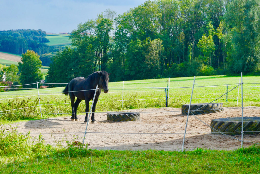 Schwarzes Pferd auf einer Koppel