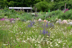 Naturgarten für Wildbienen