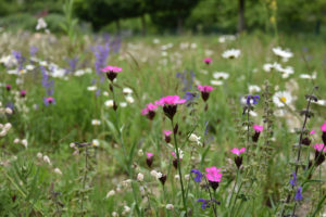 Naturgarten für Wildbienen