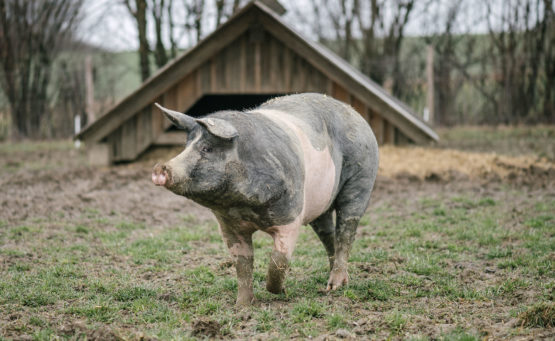 Weideschweine läuft auf einem Feld frei herum. Im Hintergrund ist eine Futterhütte zu sehen.