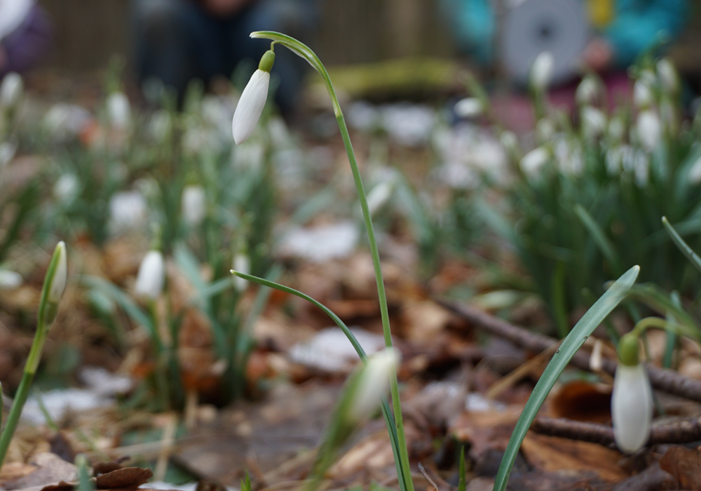 Erste_Schneeglöckchen_Waldkindergarten_Aubinger_Lohe_eV_Foto_Claudia_Evers