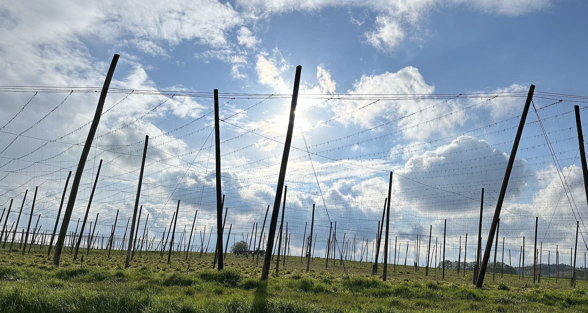 Landschaft mit Hopfengerüstanlage im Frühjahr-slider