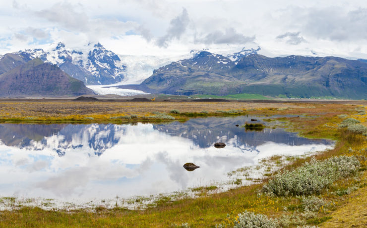 Panoramaaufnahme einer isländischen Landschaft, mit schneebedeckten Bergen und zwei Gletscherzungen im Hintergrund, im Vordergrund ein See in dem sich die Berglandschaft spiegelt, am Bildrand rechts zwei Pflanzenkissen und im Bildvordergrund gelblich-grünes Gras