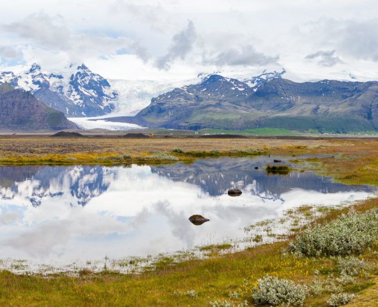 Panoramaaufnahme einer isländischen Landschaft, mit schneebedeckten Bergen und zwei Gletscherzungen im Hintergrund, im Vordergrund ein See in dem sich die Berglandschaft spiegelt, am Bildrand rechts zwei Pflanzenkissen und im Bildvordergrund gelblich-grünes Gras