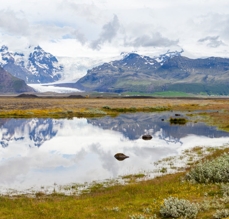 Panoramaaufnahme einer isländischen Landschaft, mit schneebedeckten Bergen und zwei Gletscherzungen im Hintergrund, im Vordergrund ein See in dem sich die Berglandschaft spiegelt, am Bildrand rechts zwei Pflanzenkissen und im Bildvordergrund gelblich-grünes Gras