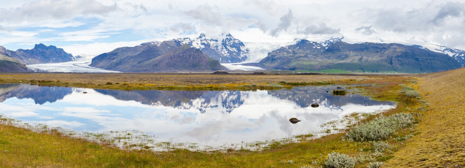 Panoramaaufnahme einer isländischen Landschaft, mit schneebedeckten Bergen und zwei Gletscherzungen im Hintergrund, im Vordergrund ein See in dem sich die Berglandschaft spiegelt, am Bildrand rechts zwei Pflanzenkissen und im Bildvordergrund gelblich-grünes Gras