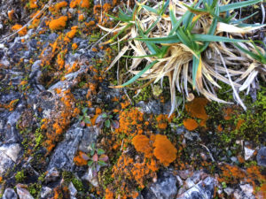 Blick von oben auf die orangebräunliche Gelbflechte, die auf Felsgestein wächst, am oberen Bildrand ist vertrocknetes Gras zu sehen, aus dem neue grüne Halme sprießen. Foto: Ute Heek