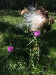 Eine Gewöhnliche Eselsdistel steht auf einer Wiese, ragt etwa 1,20 Meter in die Höhe, trägt noch zwei lila Blüten, doch eine Blüte ist bereits verblüht und der Wind trägt die hellen Samenschirme davon. Foto: Ute Heek