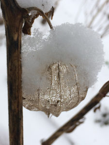 Eine Winterimpression: Nahaufnahme einer mit Schnee bedeckten, skelettierten Blüte einer Lampionblume.