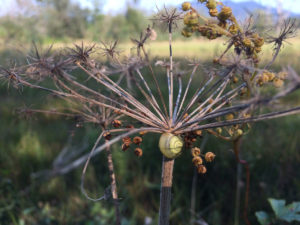 Vom abendlichen Herbstlicht wird eine verblühte Engelwurz angestrahlt, die ihre jetzt vertrocknete Blütenpracht noch ahnen lässt, direkt am Stängel klebt ein gelbes Schneckenhaus wie arrangiert. Foto: Ute Heek