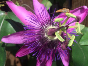 Nahaufnahme einer lila Passionsblume, eine Schwebfliege hat auf einem der aufragenden, fünf grünlich-gelben Staubbeutel Platz genommen, darunter ist ein Strahlenkranz aus lilanen, fadenförmigen Staubblättern zu sehen, der sich über den lilafarbenen, lanzettlichen 8 Blütenblättern auffächert. Foto: Ute Heek