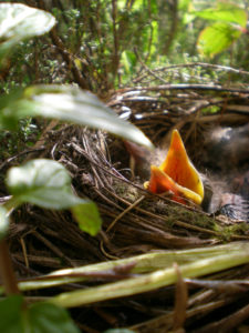 Blick von oben in das von Rosmarin und Minze umgebene Nest, das in einem Blumenkasten liegt, aus dem Amselnest ragt der knallgelbe, weit aufgesperrte Schnabel eines dunkelgrauen, flaumigen Amselkükens und wartet auf die Rückkehr des Amselvaters, der es gleich füttern wird. Foto: Ute Heek