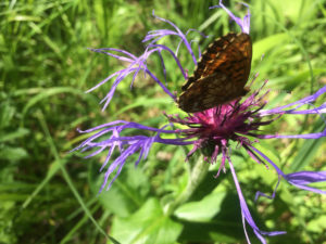 Nahaufnahme einer Berg-Flockenblume auf der grünen Wiese, deren ausgefranste, dunkelblaue Randblüte sich von den rötlich-violetten Röhrenblüten abheben, auf der Blüte sitzt ein Kaisermantel-Schmetterling Foto: Ute Heek