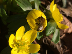 Nahaufnahme von drei knallgelben Winterlings-Blüten, mit grünem Blätterkranz, eine Blüte ist noch nicht ganz aufgegangen und wird von einer Biene besucht. Foto: Ute Heek