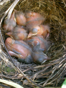 Blick von oben in ein Nest mit 5 frisch geschlüpften, flaumigen Amselküken, deren Augen noch geschlossen sind. Foto: Ute Heek