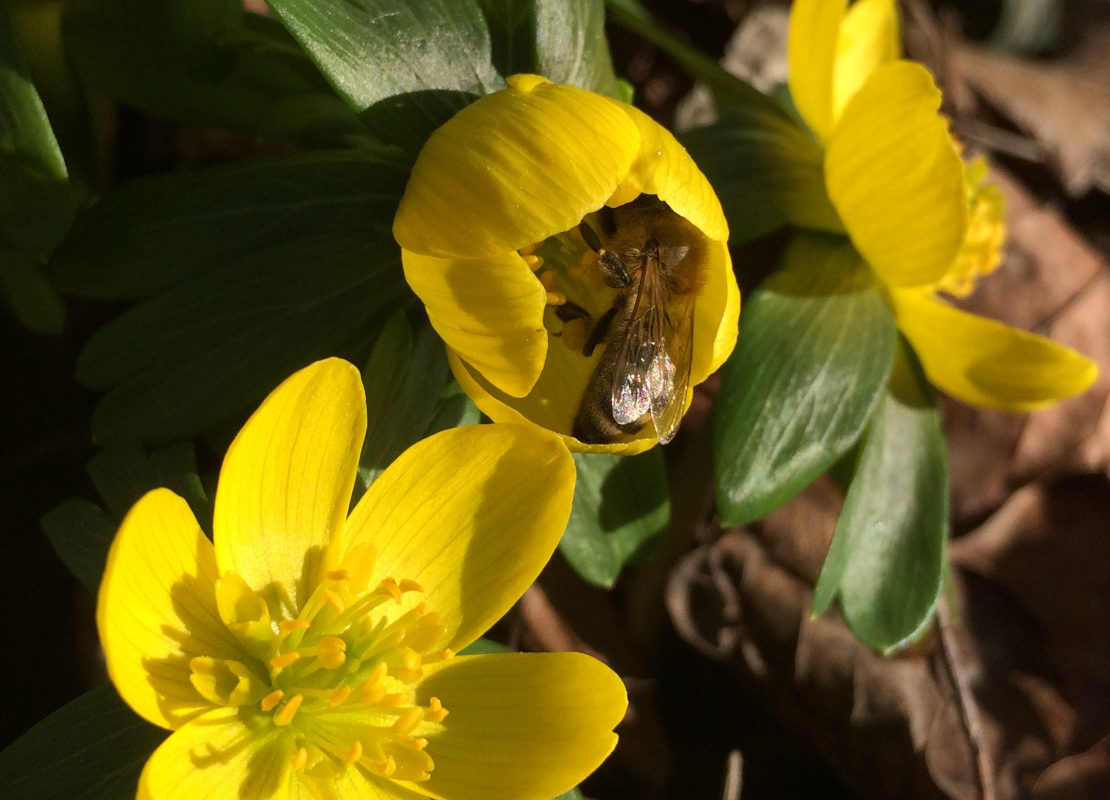 Nahaufnahme von drei knallgelben Winterlings-Blüten, mit grünem Blätterkranz, eine Blüte ist noch nicht ganz aufgegangen und wird von einer Biene besucht. Foto: Ute Heek