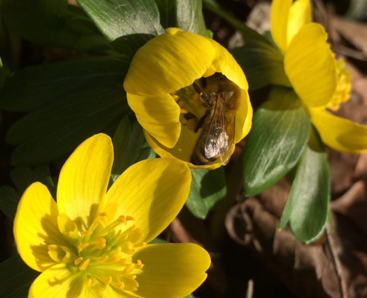 Nahaufnahme von drei knallgelben Winterlings-Blüten, mit grünem Blätterkranz, eine Blüte ist noch nicht ganz aufgegangen und wird von einer Biene besucht. Foto: Ute Heek