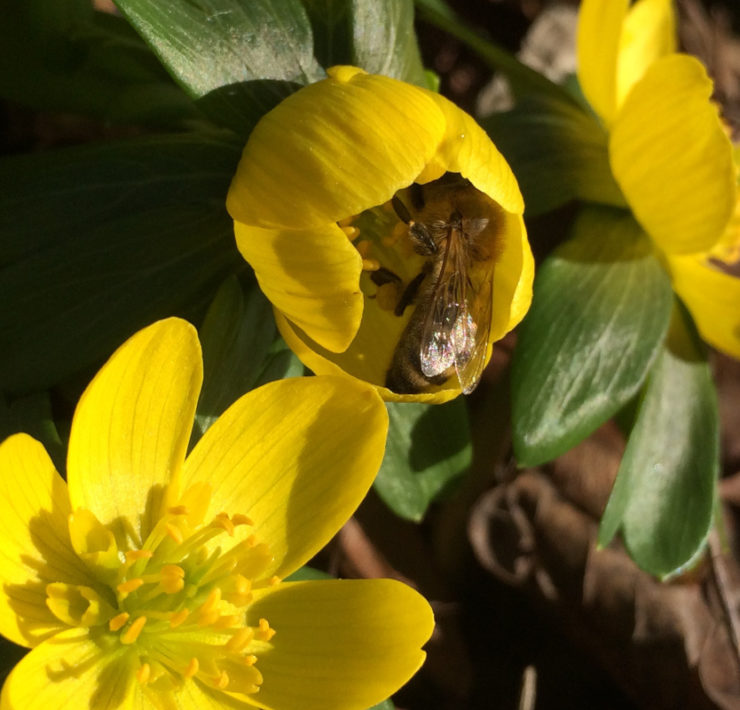 Nahaufnahme von drei knallgelben Winterlings-Blüten, mit grünem Blätterkranz, eine Blüte ist noch nicht ganz aufgegangen und wird von einer Biene besucht. Foto: Ute Heek