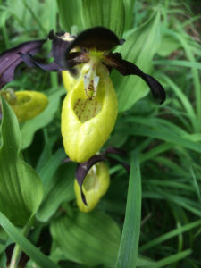 Nahaufnahme einer sehr seltenen Orchidee, einem Gelben Frauenschuh, der die Form eines gelben Pantoffels hat. Foto: Ute Heek