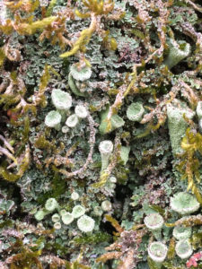 Nahaufnahme eines Mikrokosmos auf einer Birkenborke, die von trompetenartigen, blassgrünen Schlauchpilzen besetzt ist, die nur wenige Millimeter groß sind und von Widertonmoos und Flechten durchwachsen werden. Foto: Ute Heek.