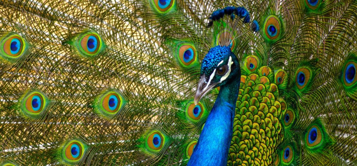 Pfau mit Federn wichtiges Symbol für die jesiden