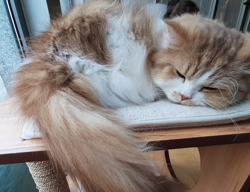 Die langhaarige Katze Ayla döst auf einem Katzenturm - Beitrag und Foto: Carmen Weber