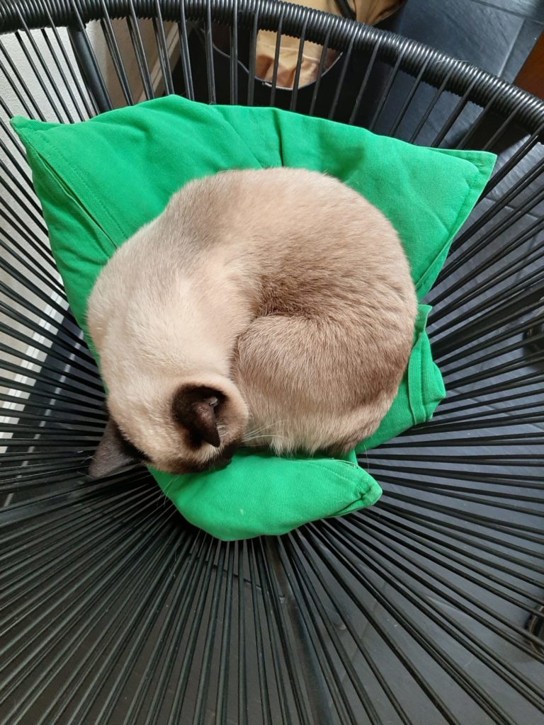 Die Siamkatze Saphira schläft eingerollt auf einem Stuhl mit geflochtenem Sitz im Katzentempel München - Beitrag und Foto: Carmen Weber