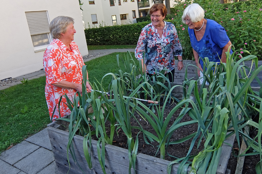 Im Hochbeet wächst Lauch und anderes Gemüse