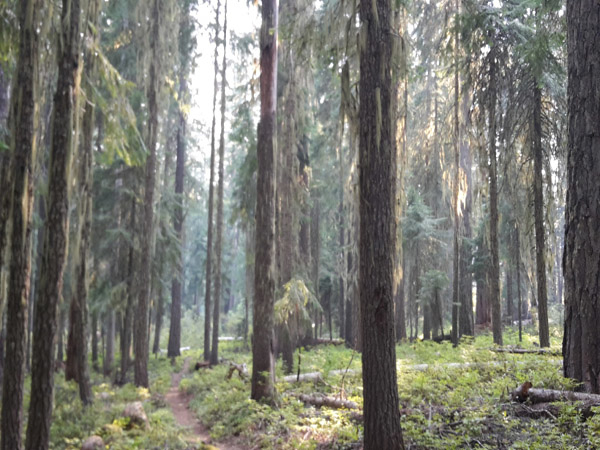 Schmaler Trail läuft durch Wald mit hohen, moosbewachsenen Baumstämmen, durch die sonnenlicht fällt