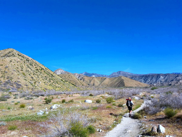 Wanderer mit Rucksack, Sombrero und Wanderstöcken von hinten auf einem Trail durch hügelige Wüstenlandschaft