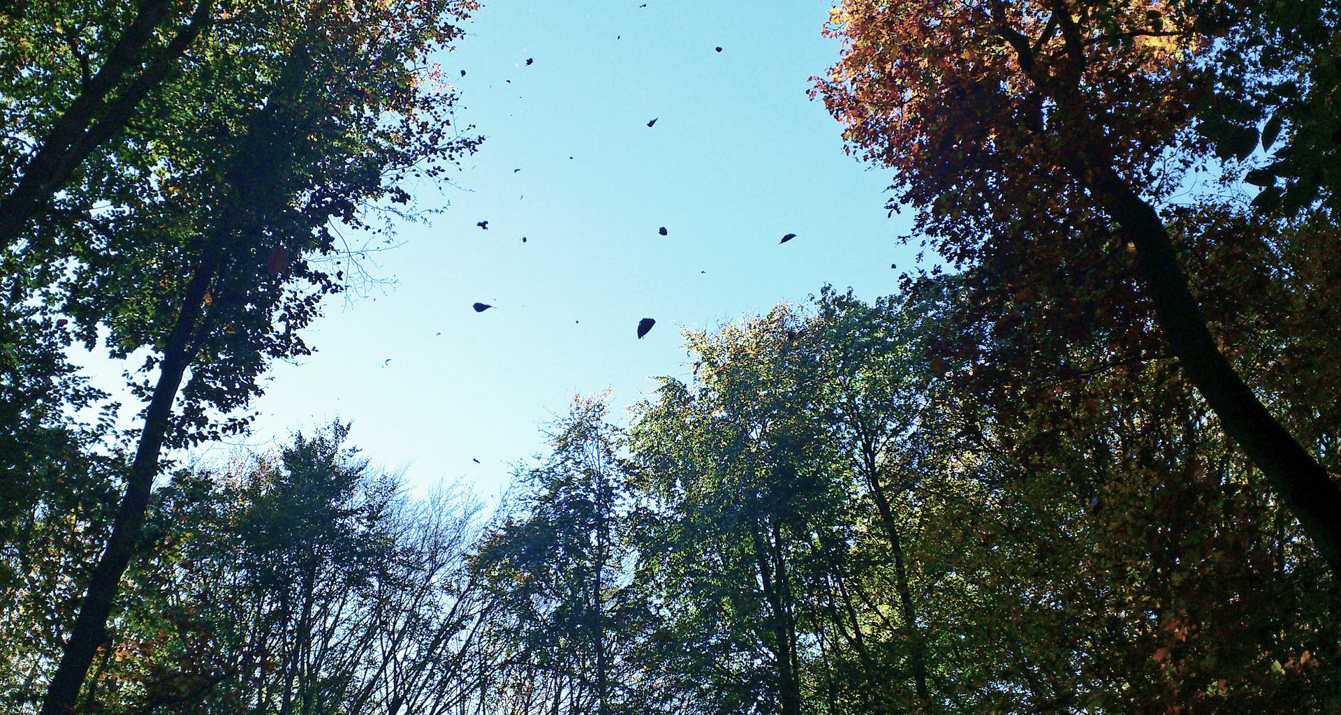 Baumkronen aus der Sicht eines Spaziergängers von unten, einige Blätter in der Luft,blauer Himmerl im Hintergrund