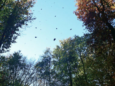 Baumkronen aus der Sicht eines Spaziergängers von unten, einige Blätter in der Luft,blauer Himmerl im Hintergrund