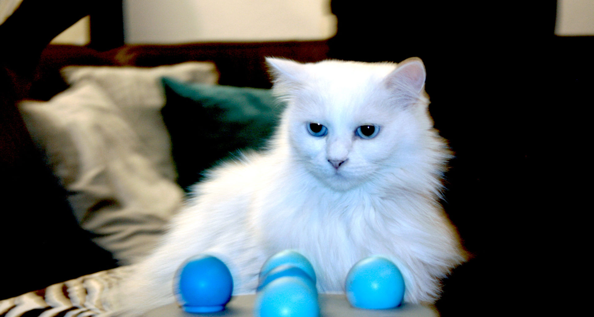 Weißer Kater "Chewbacca" mit leuchtend blauen Augen sitzt vor einem blauen Spielzeug mit Bällchen.