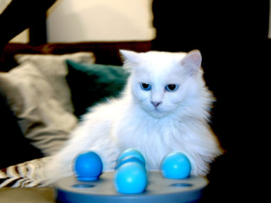 Weißer Kater "Chewbacca" mit leuchtend blauen Augen sitzt vor einem blauen Spielzeug mit Bällchen.