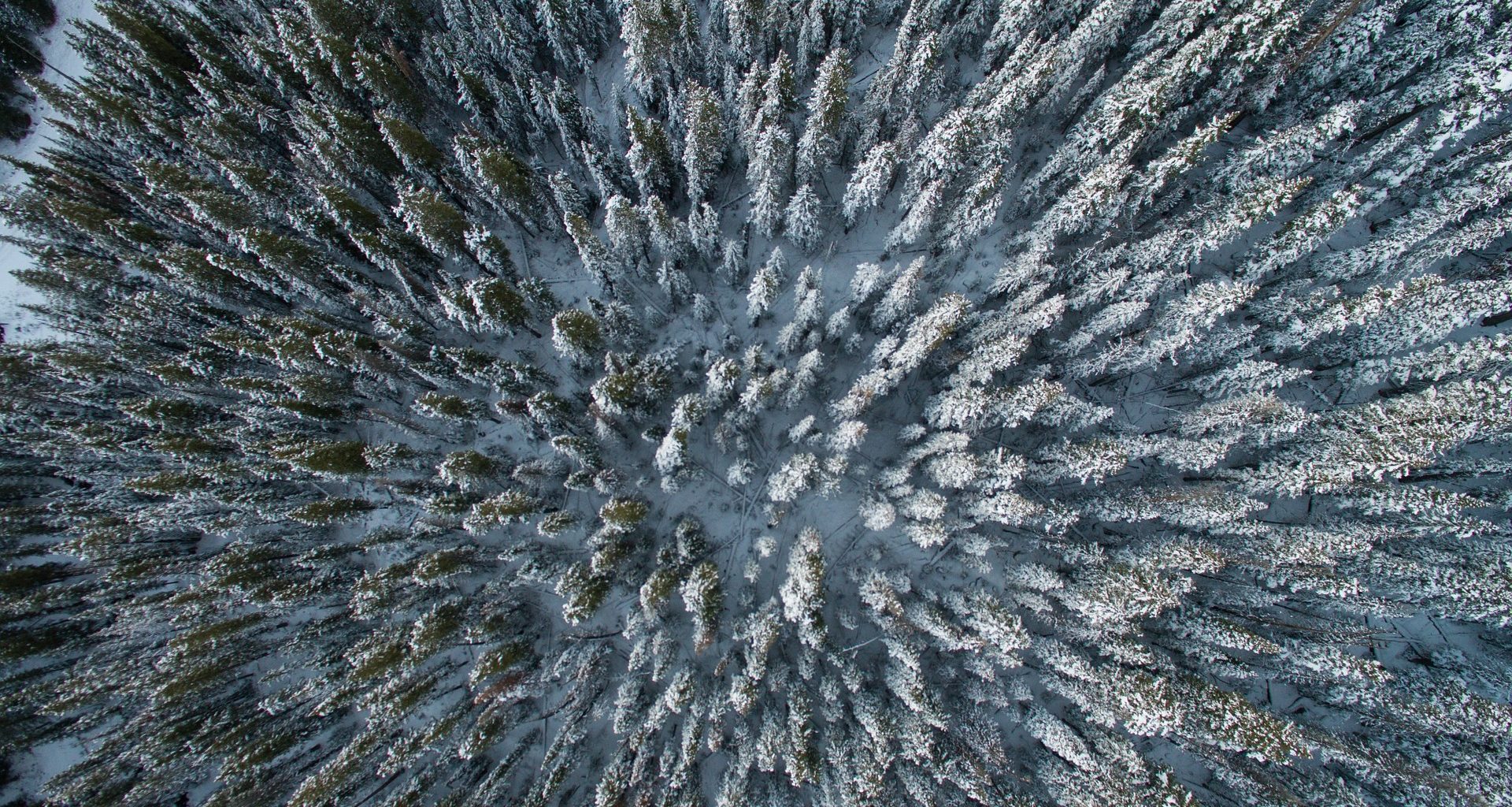 Blick von oben auf den schneebedeckten Wald der Tundra